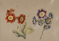 KatNr 253   Caroline Friederike Friedrich (zugeschr.), Aurikel (Primula auricula). Wohl um 1800.