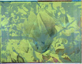 KatNr 555   Jean Kirsten, Aus "Magnolienserie". 2008.
