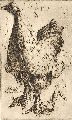 KatNr 485   Richard Müller "Huhn". 1901.