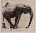 KatNr 552   Richard Müller "Das größte und das kleinste Säugetier". 1920.
