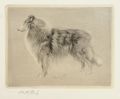 KatNr 585   Richard Müller "Schottischer Schäferhund". 1921.