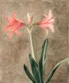 KatNr 456&nbsp;&nbsp; Erich Lindenau, Amaryllis. Wohl 1930's.