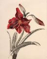 KatNr 340 Arno Drescher, Weiße Calla und zwei weitere Blumendarstellungen. Um 1912.