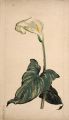 KatNr 340 Arno Drescher, Weiße Calla und zwei weitere Blumendarstellungen. Um 1912.