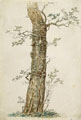 KatNr 034   Heinrich Friedrich Laurin (zugeschr.), Eichenstamm. Wohl spätes 18. / frühes 19th cent.