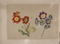 KatNr 382   Caroline Friederike Friedrich (zugeschr.), Aurikel (Primula auricula). Wohl um 1800.