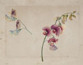 KatNr 381   Caroline Friederike Friedrich (zugeschr.), Rote Staudenwicke (Lathyrus latifolius). Wohl um 1800.