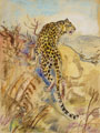 KatNr 442 Hans (Johann) Clar "Afrik.[anisches] Nashorn" / "Leopard" / "Giraffen" / "Orang Utan" / "Zebras". 1st half 20th cent.