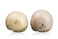 KatNr 660 Horst Hille, Drei erotische Skulpturen und fünf weitere Kleinskulpturen. 1990–2010.